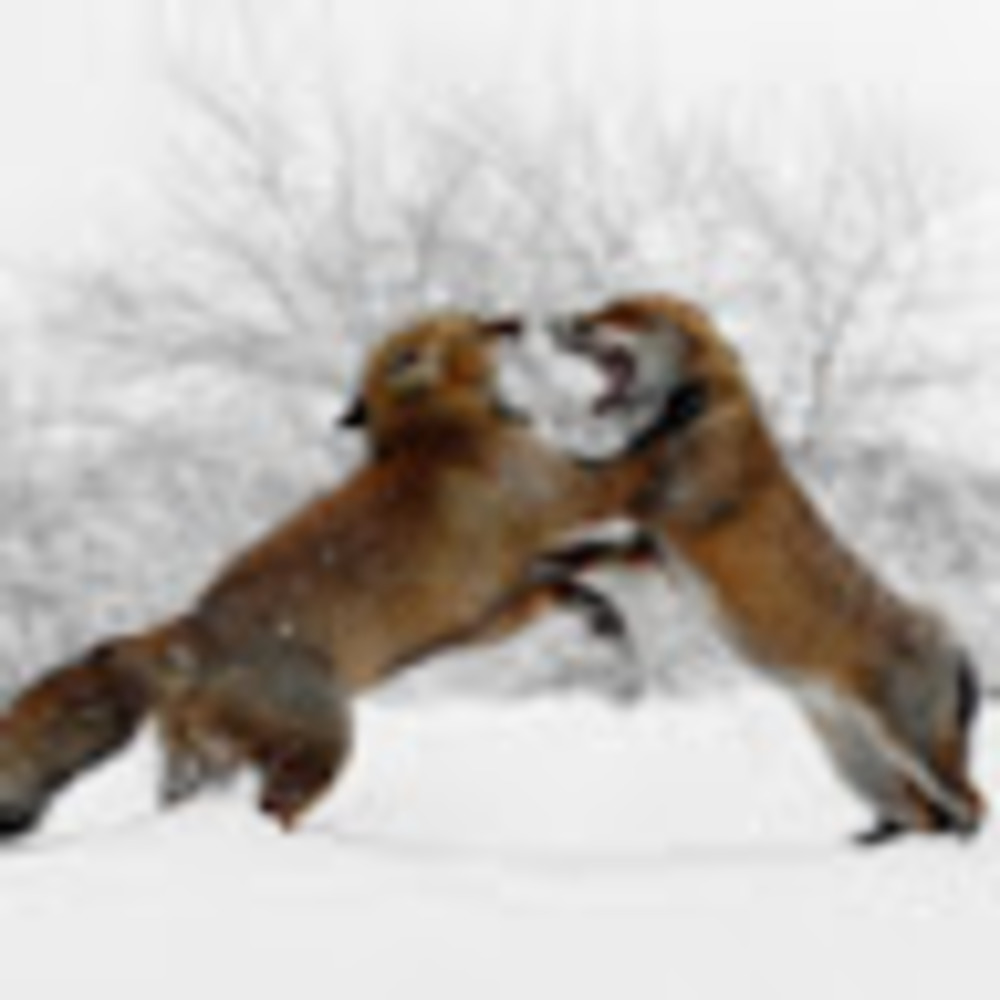 Meet your Posher, Kendra